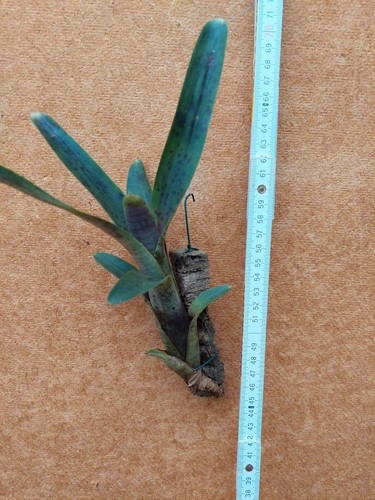 Neoregelia bahiana rilegato - bahiana,,
