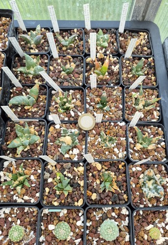 Ariocarpus choix parmi ceux - ariocarpus,