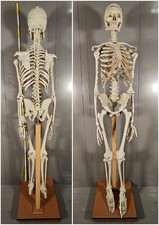 ANTICO SCHELETRO didattico UMANO 183 cm ANATOMICO anni 50 Museo Germania Est GDR