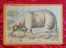 PECORA MONTONE POSTER