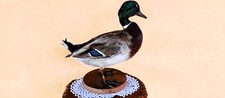 TROFEO CACCIA ESEMPLARE GERMANO REALE MASCHIO TASSIDERMIA TAXIDERMY BIRD