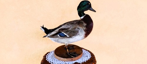 Trofeo caccia esemplare - caccia,