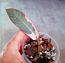 Philodendron Atabapoense