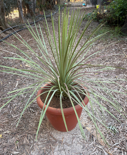 Agave striata pianta - agave,