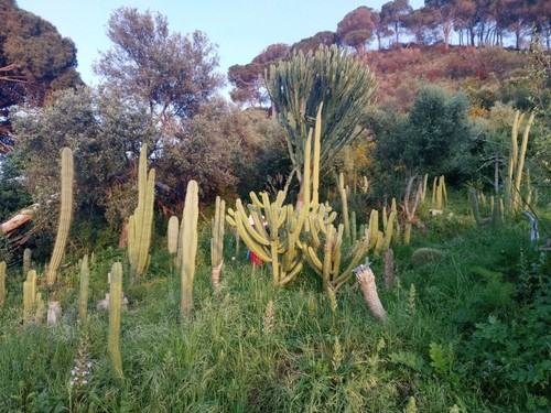 Vasi talee di piante - talee,