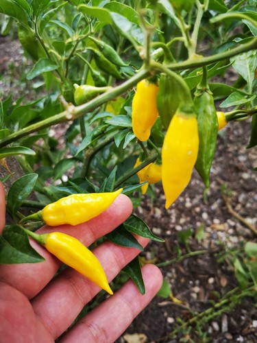Semi aji lemon hot - -,