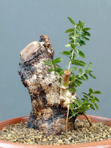 Bonsai olivastro 24x16cm - olivastro, in