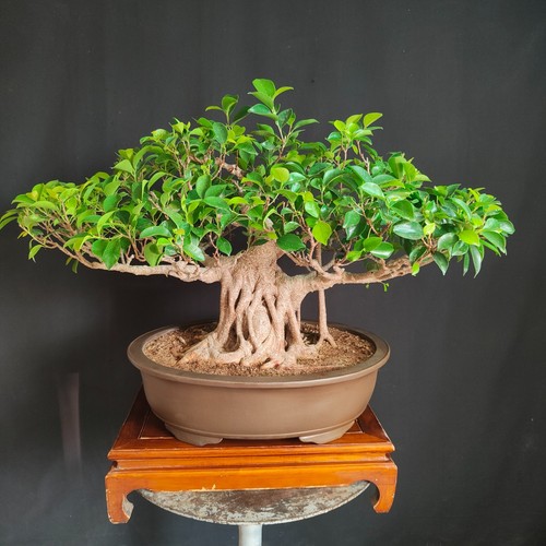 Bonsai esemplare ficus - bonsai,