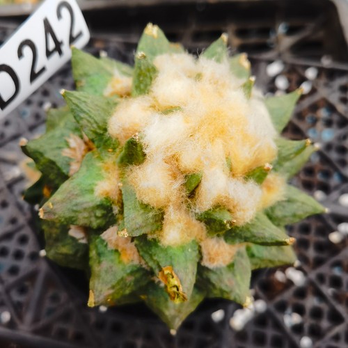 D242 ariocarpus copiapoa - -, ariocarpus-copiapoa