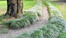 Convallaria Japonica pianta