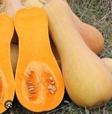 30 SEMI SELEZIONATI DI ZUCCA