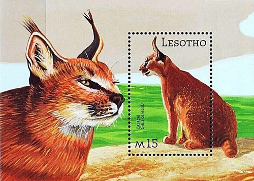Lesotho 2001 animali caracal - lesotho, animali/caracal