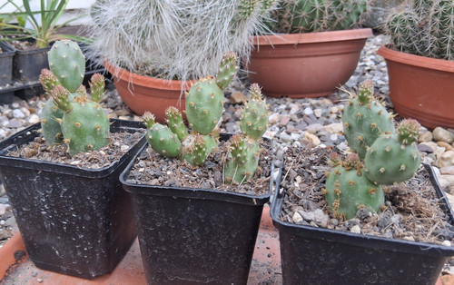 Opuntia fragilis var denudata - opuntia,