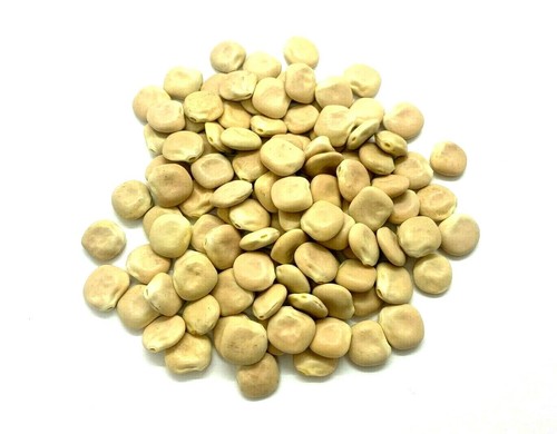 Lupinus white fagioli di - lupinus,