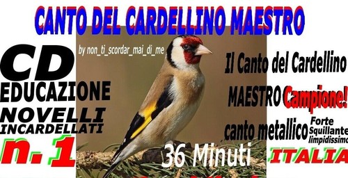 Canto del cardellino - il,