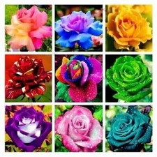 450 semi di ROSA in 9 varietà RARE COLORATE e PREZIOSE + OMAGGIO