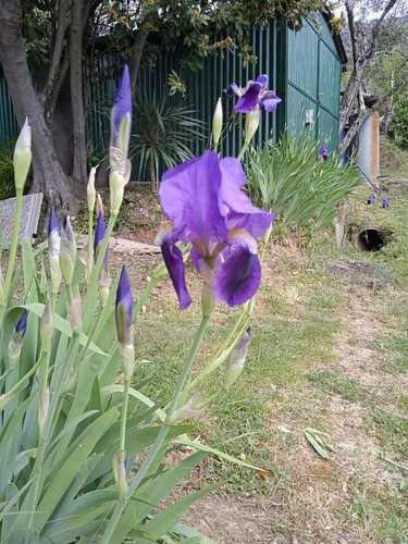 Pianta fiore iris - pianta,