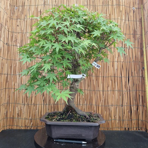 Bonsai acero yamamomijii h - di,