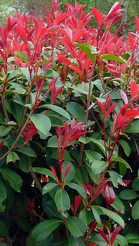 Photinia red robin nana - photinia,
