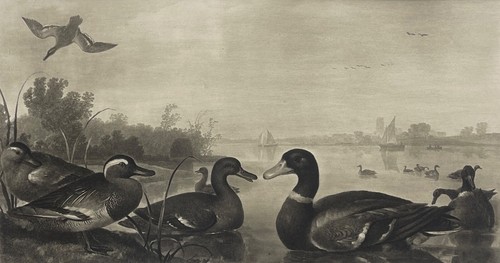 Albert cuyp anatre - albert,