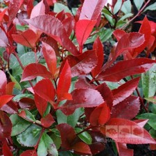 Semillas photinia red - semillas, de