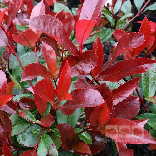 Semillas photinia red - 15,