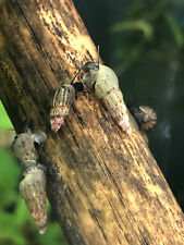 5x LUMACA MELANOIDES Max 1.5 cm - Acqua dolce - MANGIALGHE (foto originali)