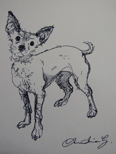 Chihuahua disegno inchiostro