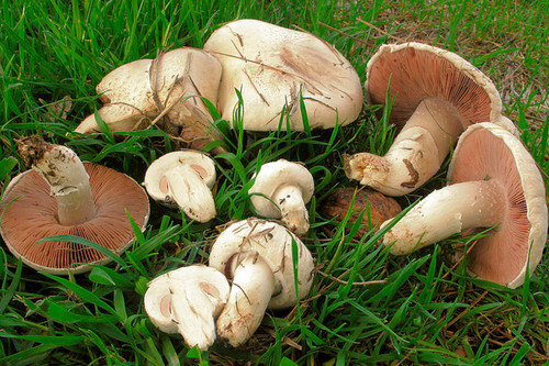 Agaricus campestris fungo - , da