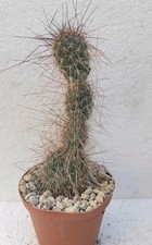 Opuntia hystricina v.ursina MK1338 Pøt 10 cm