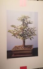 BONSAI MELO CRASSULA POSTER F/R ESTRATTO DA RARO CATALOGO FOTOGRAFICO