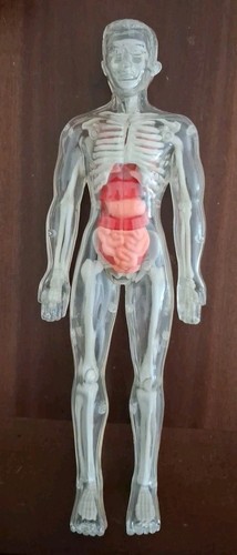 Modellino anatomico esplorando - modellino,
