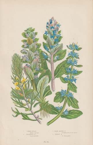 1905 günsel anne - (ajuga),