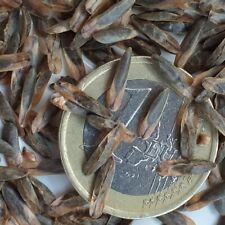 LIQUIDAMBAR STYRACIFLUA, 20