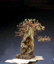Bonsai larice resistente - bonsai,