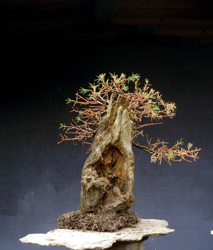 Bonsai outdoor winterhart