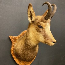 Trofeo di camoscio maschio