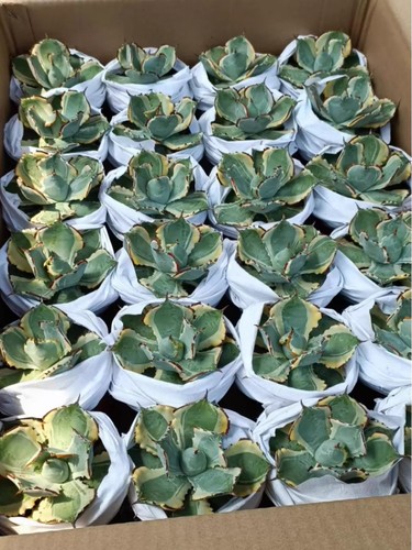 Rara pianta cactus agave - rara,
