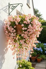 Sale2351 Begonia sospesa