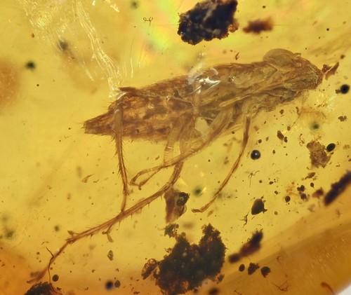 Fulgoroidea dettagliata