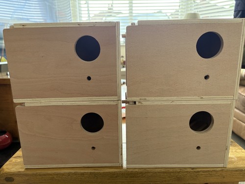 Budgie nesting allevamento - x,
