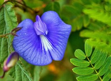 CLITORIA TERNATEA - BUTTERFLY