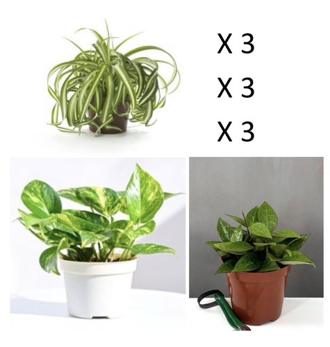 Pothos clorofitum 3 hoya - pothos,,