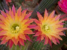 Trichocereushybride ibrido " US69 - Klondike " 2,3 cm x 2,4 cm NEW nuovo