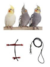 Parrot harness calopsite