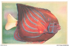 AYPP3-0210-ANIMALI - Pesci