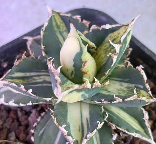 Rare cacti agave titanota - rare,