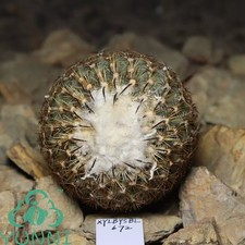 Sale 6.5cm Rare Cacti