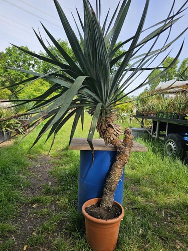 Yucca recurvifolia 160 cm - recurvifolia,