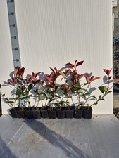 Photinia X Fraseri Red Robin - 10 Piante Adatte Per Siepi E Bordure - Foto Reali